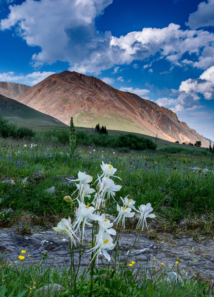 Columbine and small creek, Absaroka Mountains near Cody and Meeteetse, Wyoming, USA