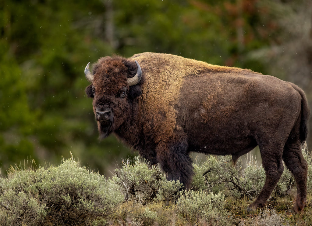 American Bison in Grand Teton National Park, Wyoming