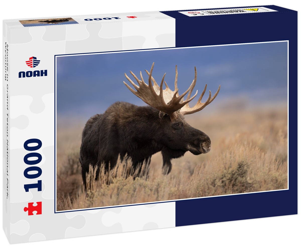 Moose in Grand Teton National Park, Wyoming