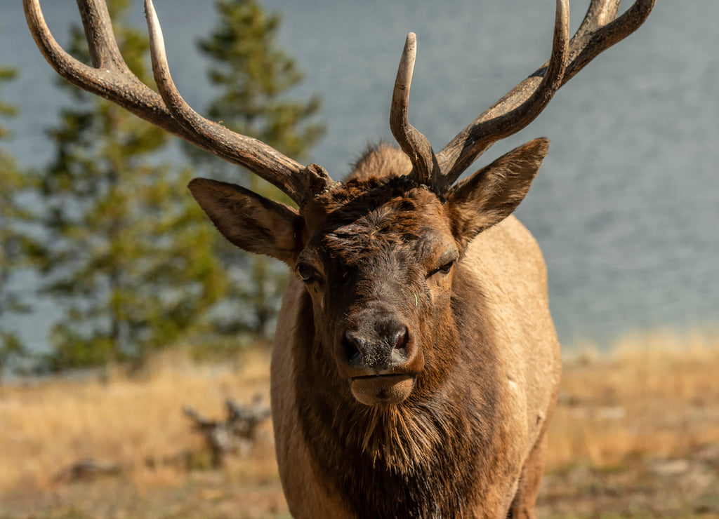 Bull elk (Cervus canadensis); Yellowstone NP; Wyoming