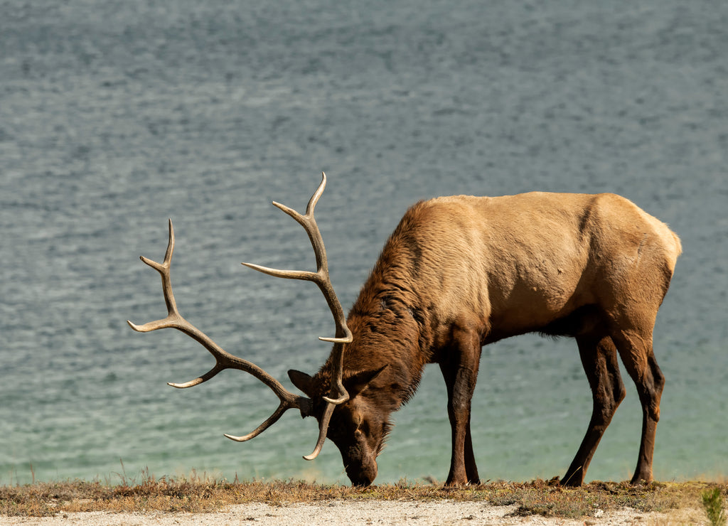 Bull elk (Cervus canadensis); Yellowstone NP; Wyoming