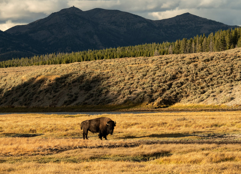 Bull bison (Bison bison) grazing in meadow along Yellowstone River; Wyoming