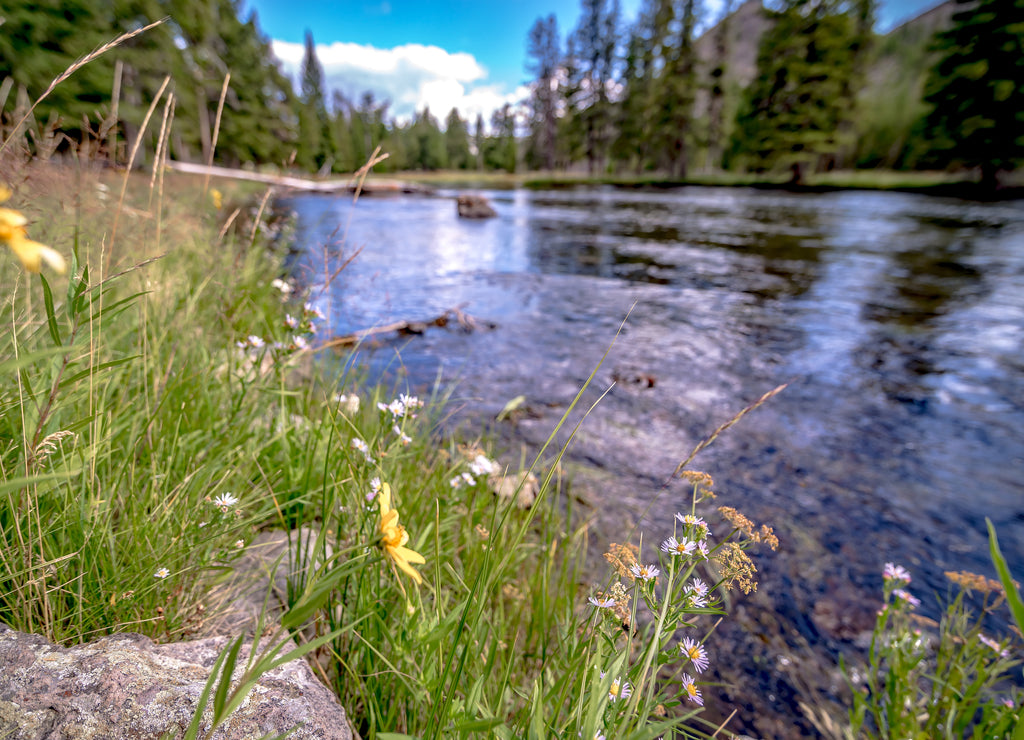 Beautiful nature scenes along yellostone river in Wyoming