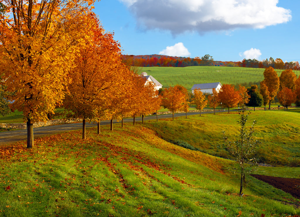 Vermont fall landscape of rolling hills with orange foliage