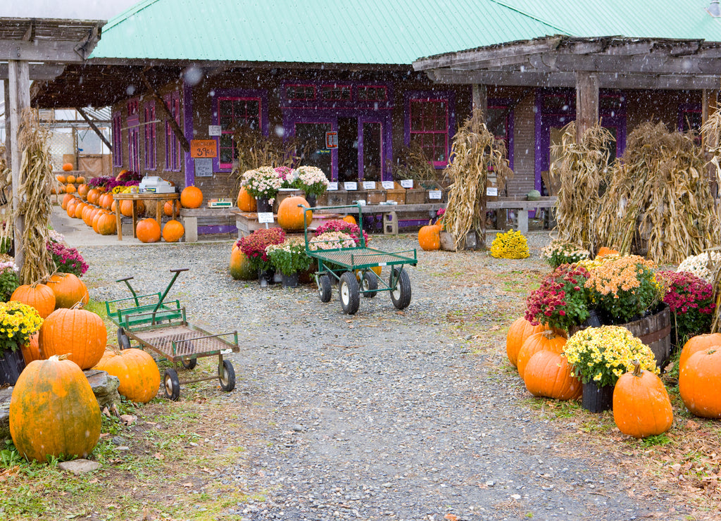 Halloween in Middlesex, Vermont, USA