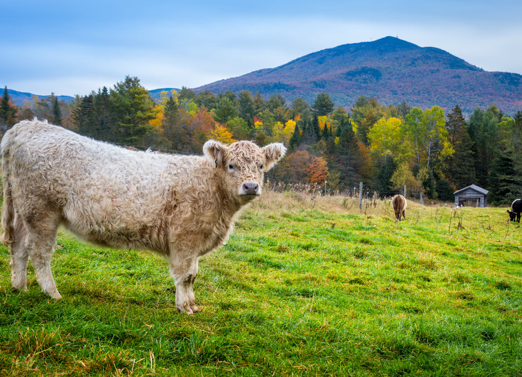Vermont calf