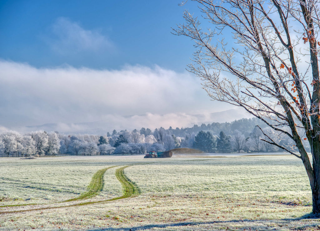 Tractor tire tracks on frost covered green grass on a frosty faull morning in Stowe Vermont USA