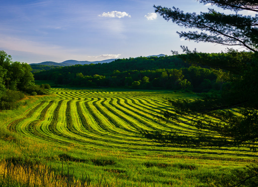 Curving field of harvested crop on farmland in Stowe Vermont, USA