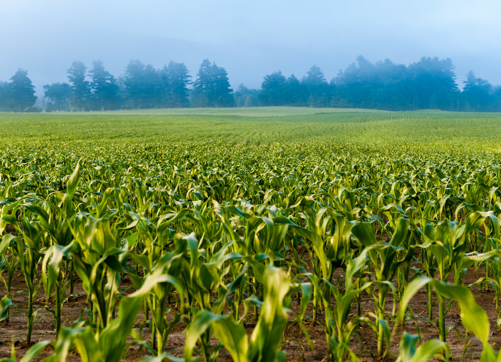 Cornfield in the early morning mist, Stowe, Vermont, USA