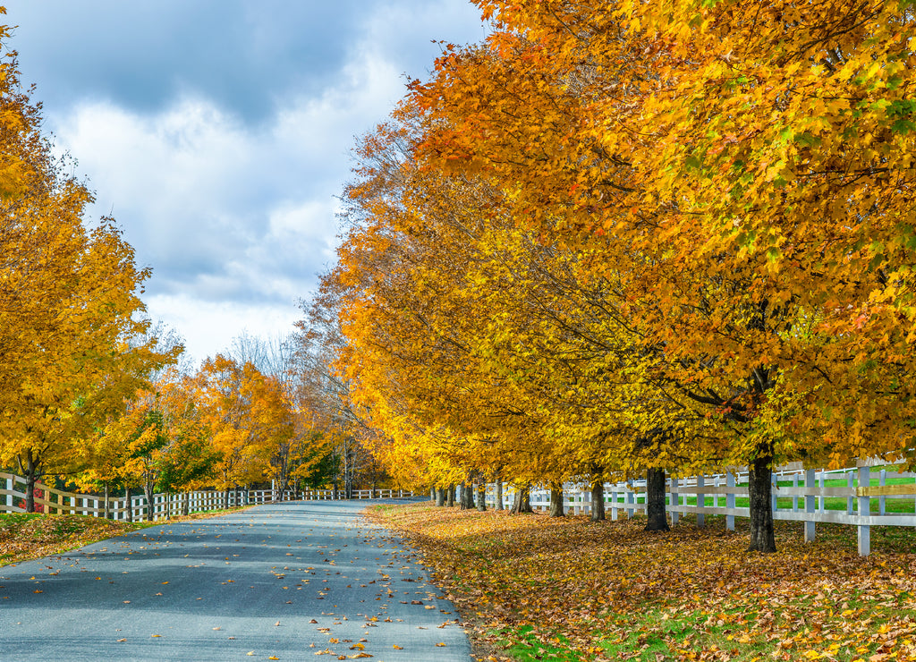 Autumn leaves on country road near Woodstock Vermont