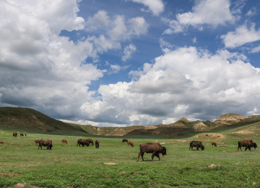 American bison, Theodore Roosevelt National Park, North Dakota