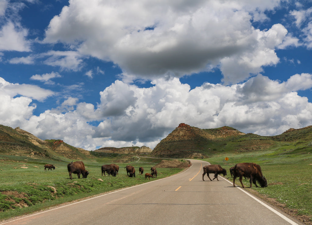 American bison crossing the Scenic Drive in Theodore Roosevelt National Park, North Dakota