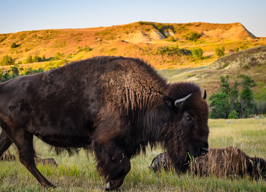 Theodore Roosevelt National Park, North Dakota