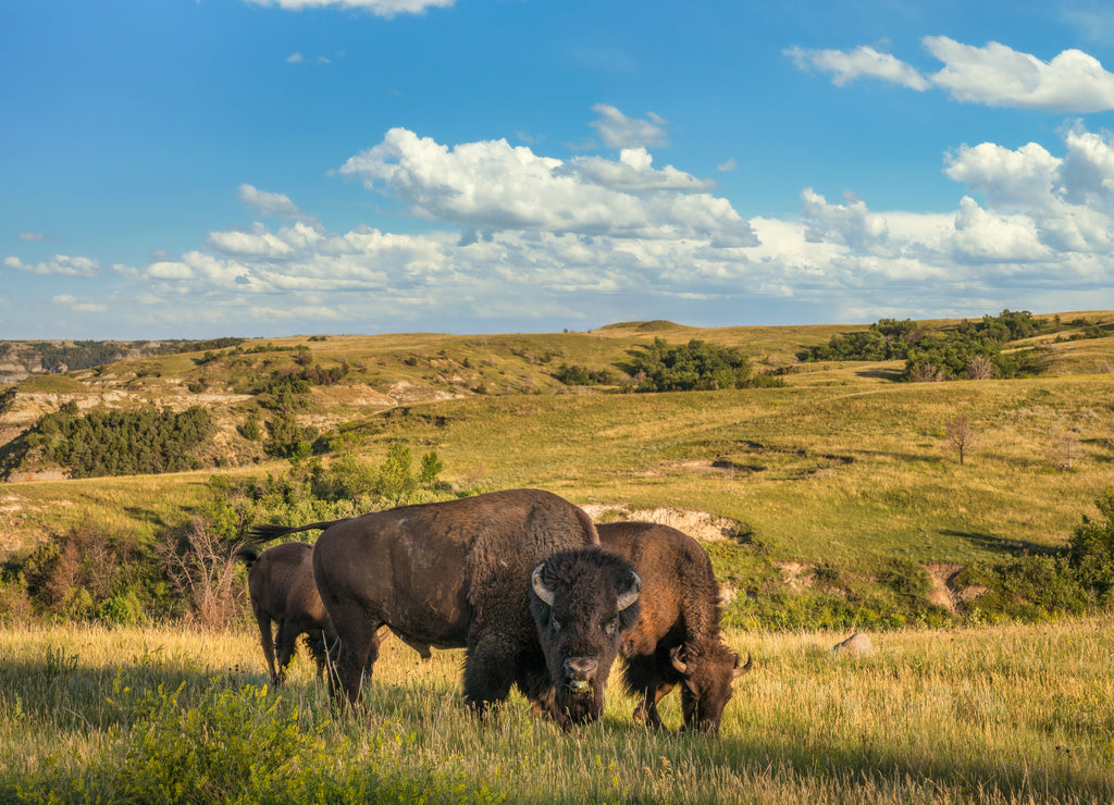 Bison in the Theodore Roosevelt National Park - North Unit - North Dakota Badlands - buffalo