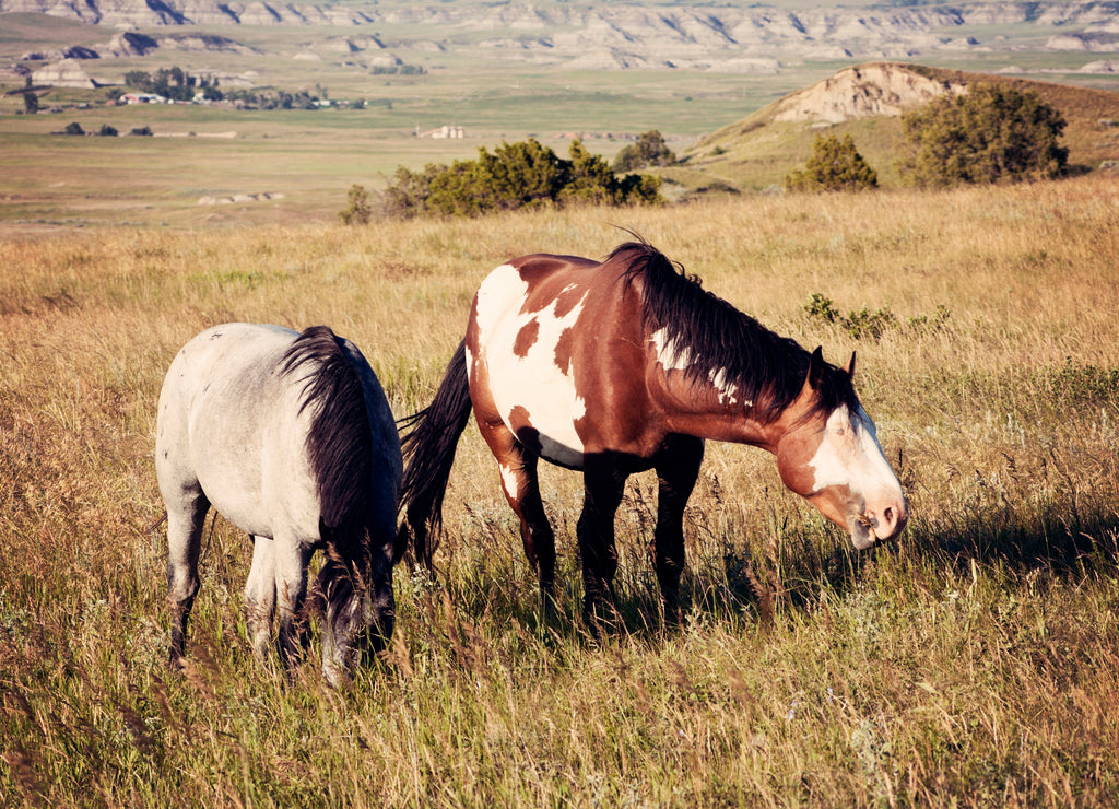 Wild Horses in Theodore Roosevelt National Park, North Dakota