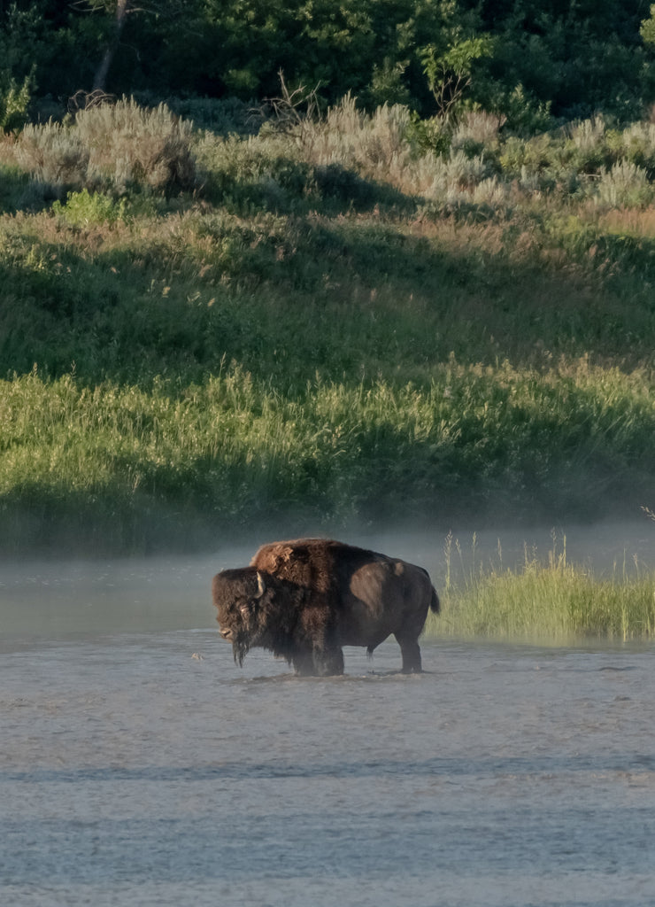 Bison And Fog in Little Missouri River, North Dakota