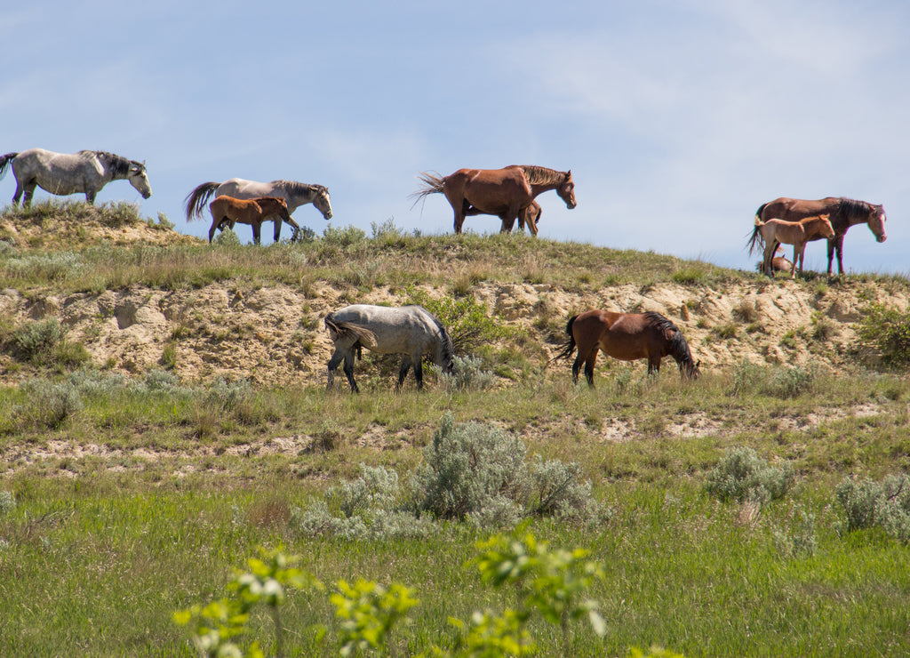 Wild horses grazing on a hill in Theodore Roosevelt National Park, North Dakota