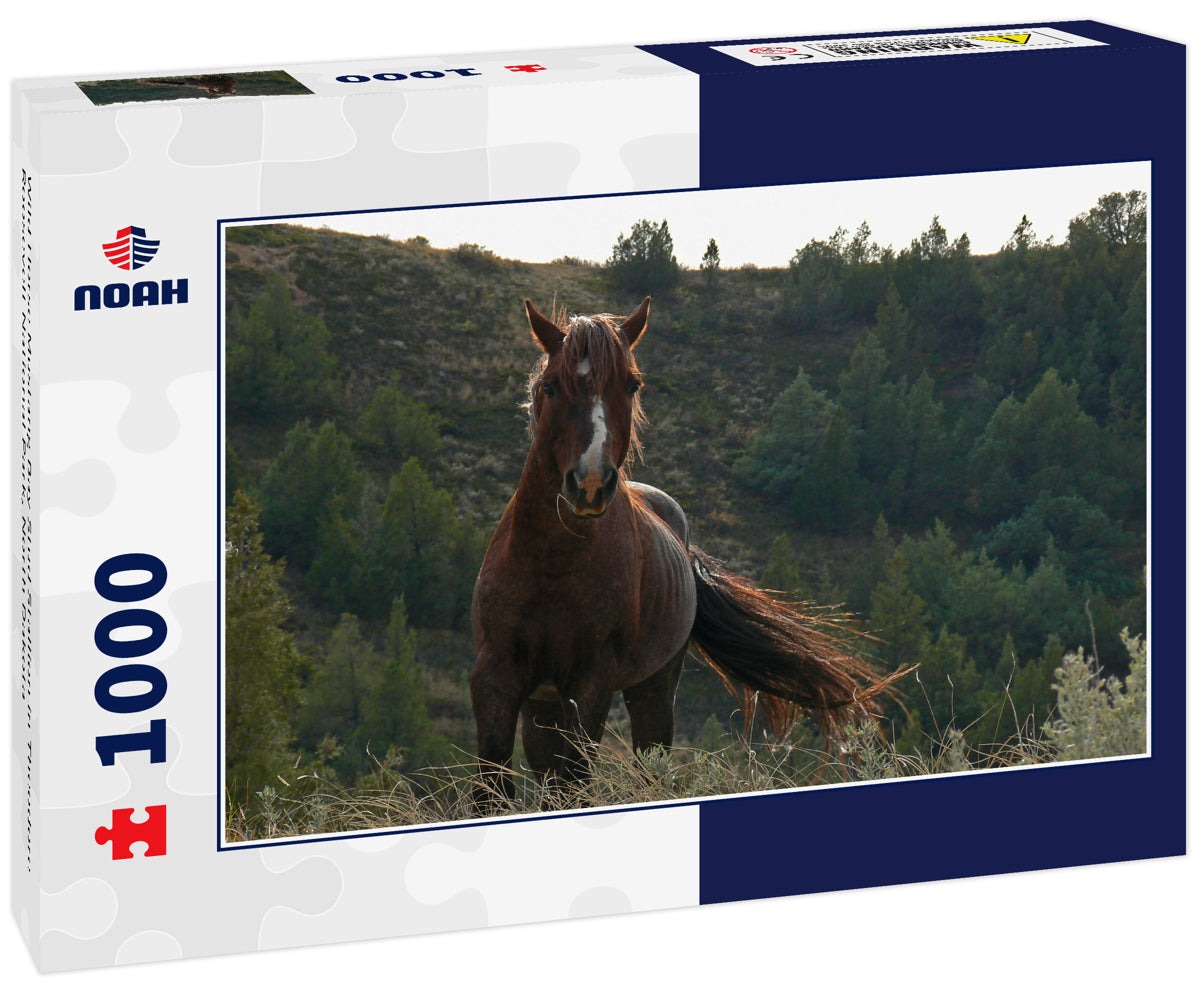 Wild Horse Mustang Bay Stud Stallion in Theodore Roosevelt National Park, North Dakota