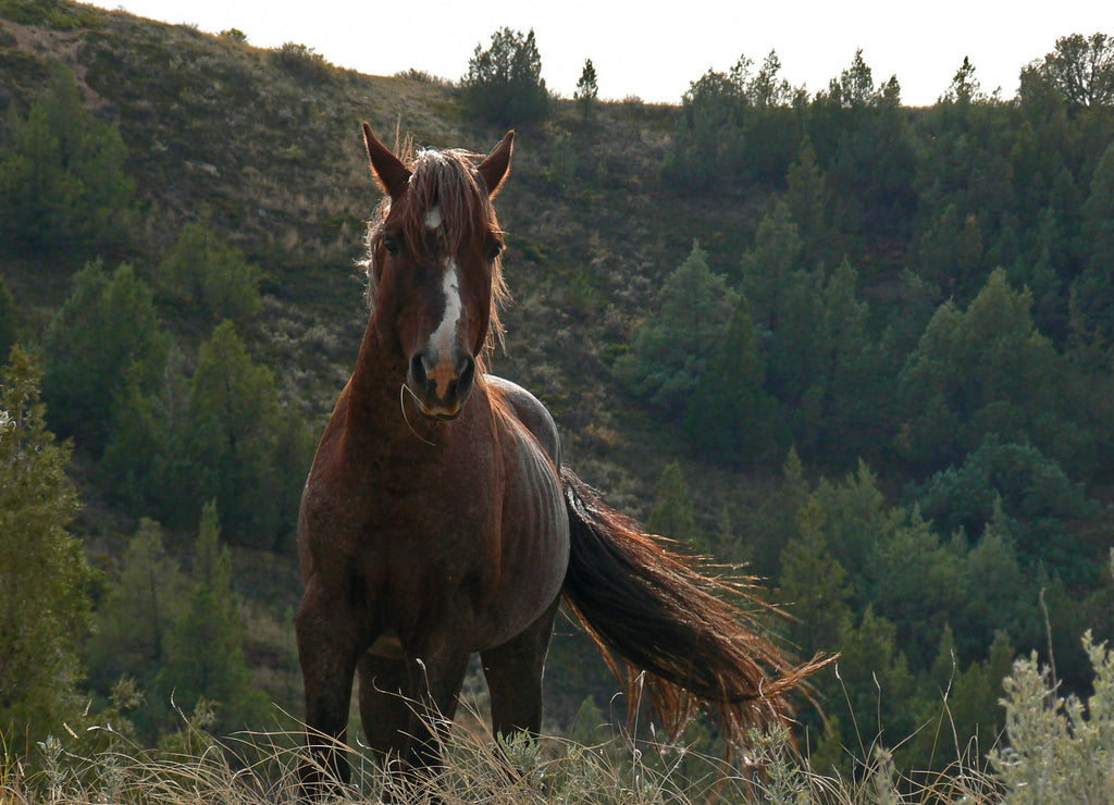 Wild Horse Mustang Bay Stud Stallion in Theodore Roosevelt National Park, North Dakota