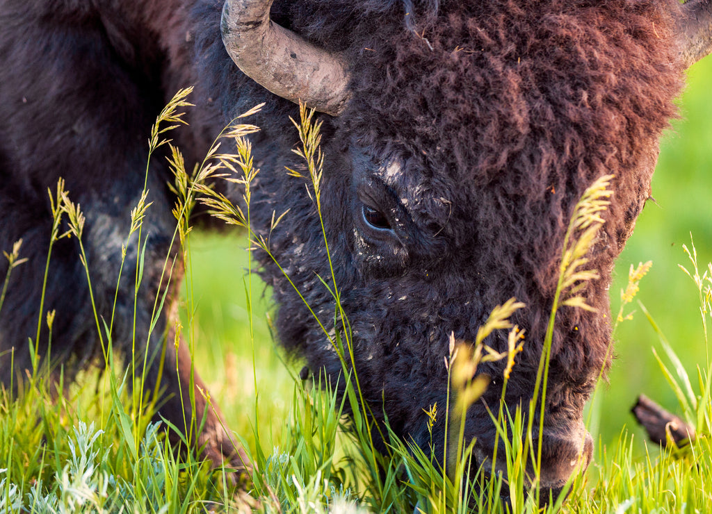 A wild bison grazes in Theodore Roosevelt National Park, North Dakota