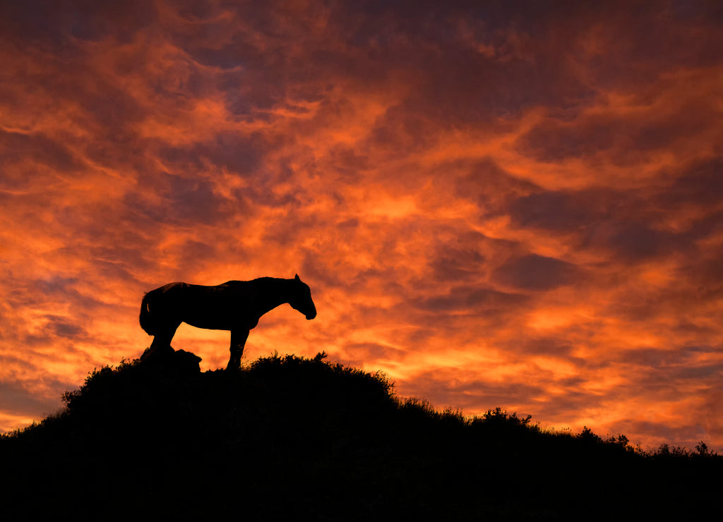 Wild Horse, Sunset, Theodore Roosevelt National Park, North Dakota, USA