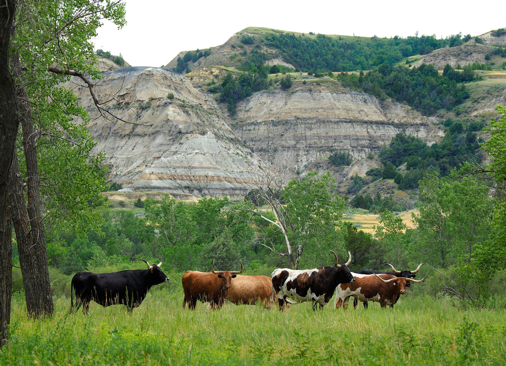 Long Horned Cattle Grazing in Theodore Roosevelt National Park, North Dakota