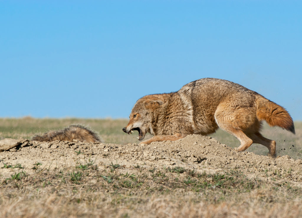 Coyote fight with badger,North Dakota