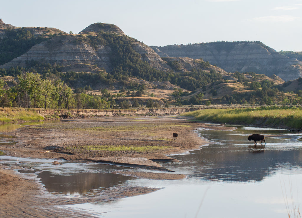 Bison crossing the Little Missouri River in the badlands of North Dakota