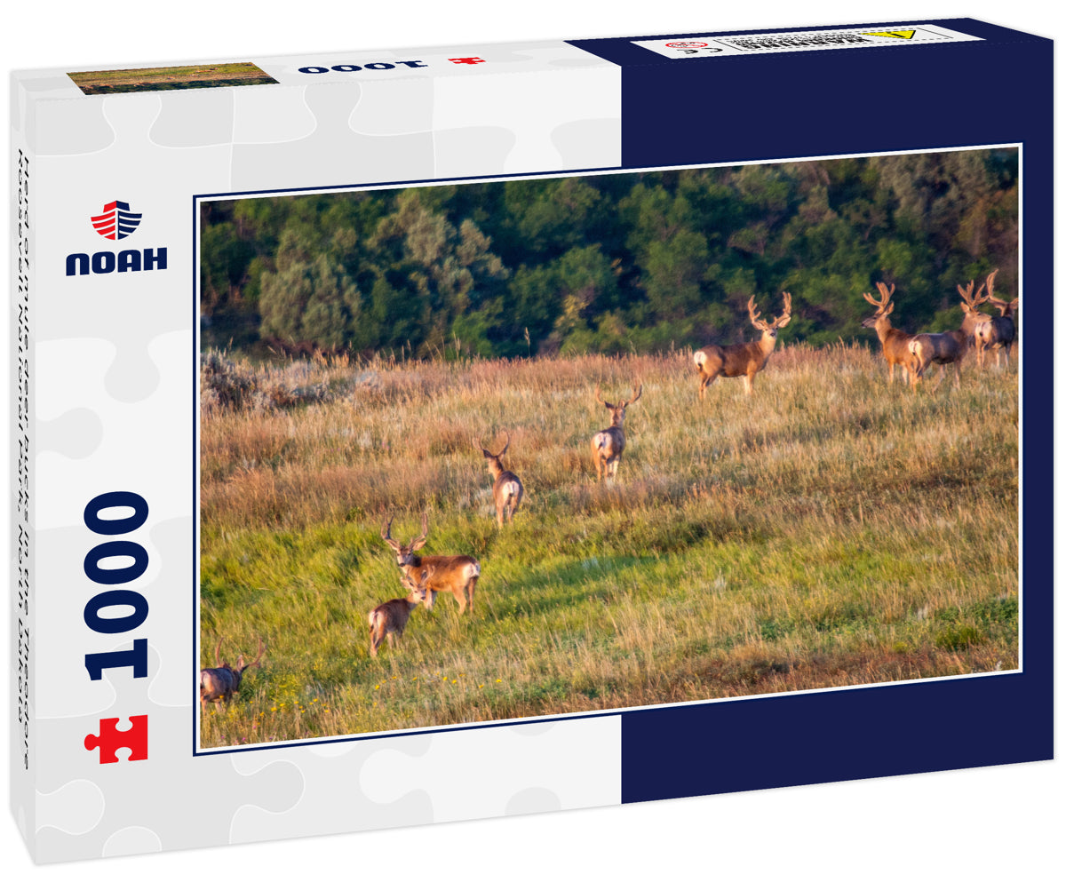 Herd of mule deer bucks in the Theodore Roosevelt National Park, North Dakota