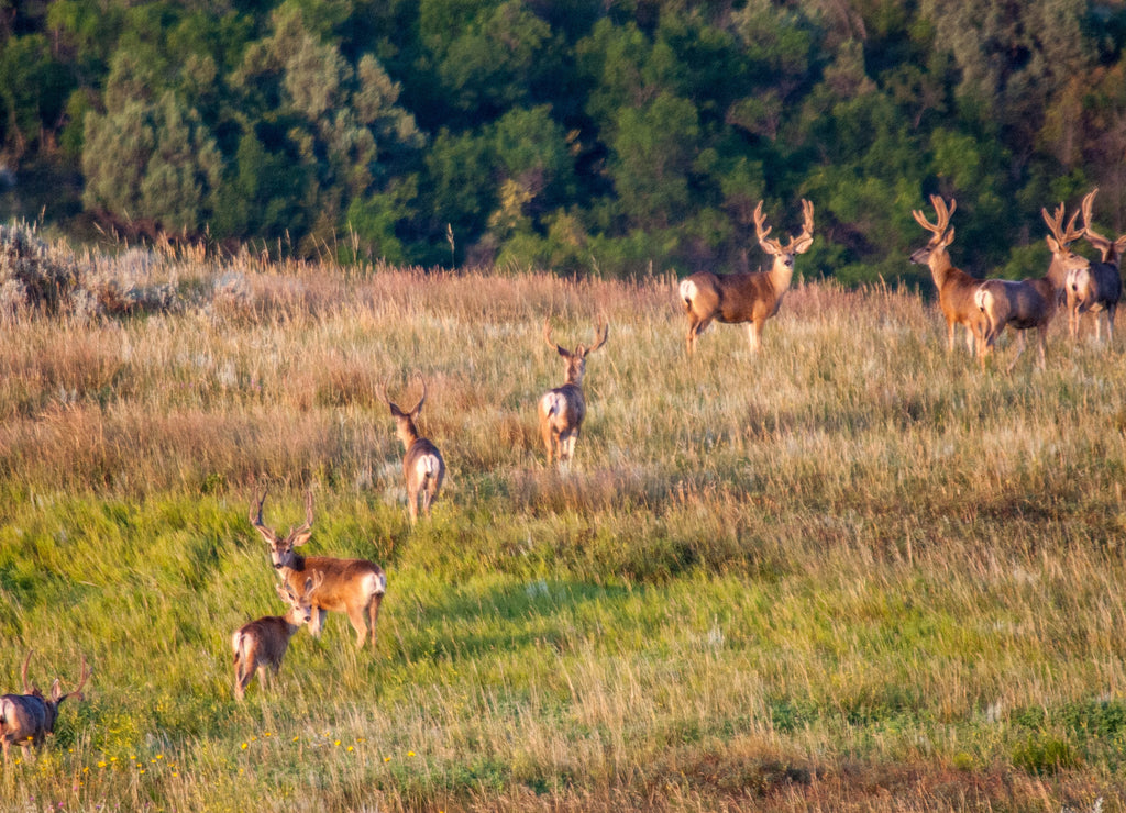 Herd of mule deer bucks in the Theodore Roosevelt National Park, North Dakota