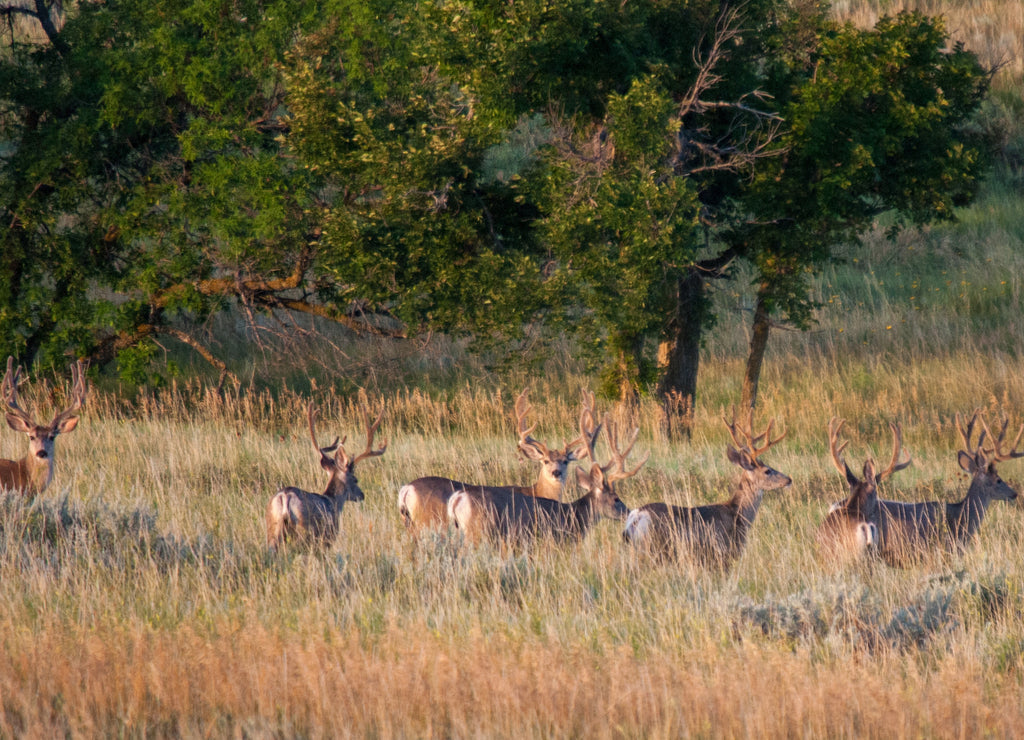 Herd of mule deer bucks in the Theodore Roosevelt National Park, North Dakota