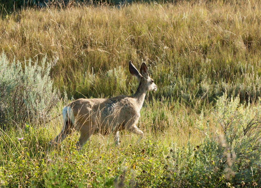 Deer in Theodore Roosevelt National Park, North Dakota