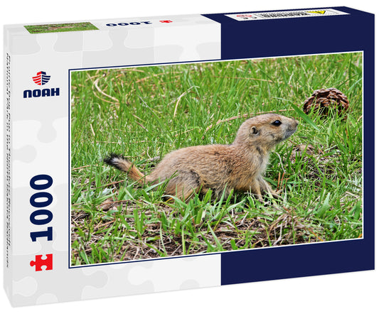 Prairie Dog Pup in Theodore Roosevelt National Park in the North Dakota Badlands