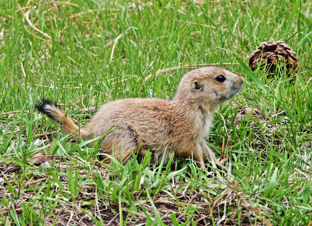 Prairie Dog Pup in Theodore Roosevelt National Park in the North Dakota Badlands