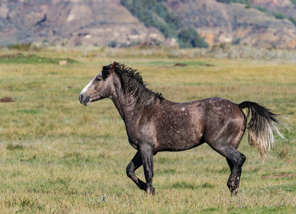 A wild horse trotting over to the others in the herd at Theodore Roosevelt National Park in North Dakota