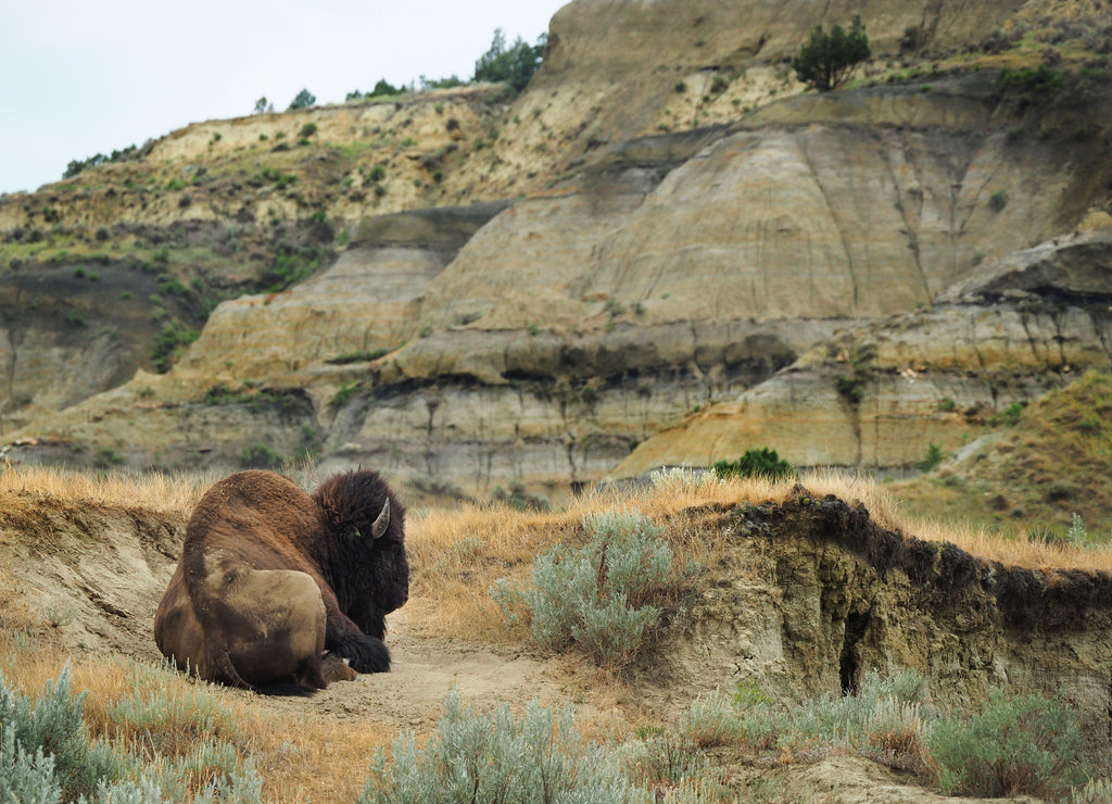 Male Buffalo Resting in the Unique Landscape of North Dakota