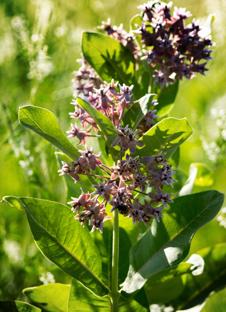 Pollination in North Dakota