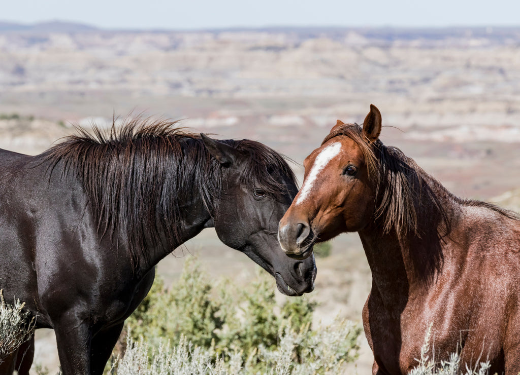 A Black male stallion trying to cozy up to a mare in his small band of wild horses in Theodore Roosevelt National Park in North Dakota