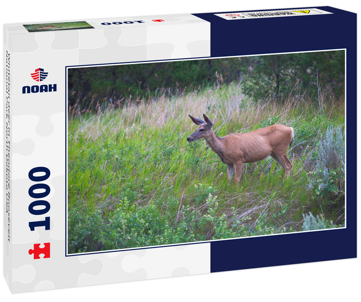 Whitetail deer in Theodore Roosevelt National Park North Dakota USA