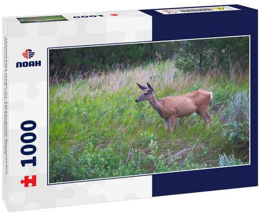 Whitetail deer in Theodore Roosevelt National Park North Dakota USA