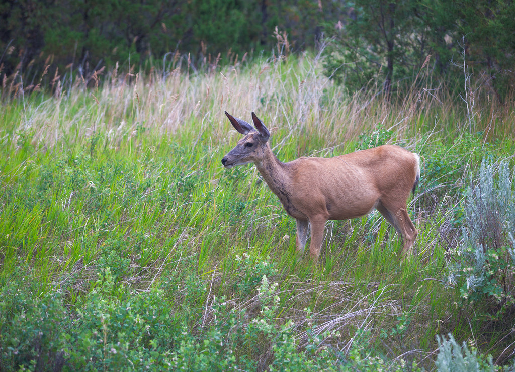 Whitetail deer in Theodore Roosevelt National Park North Dakota USA