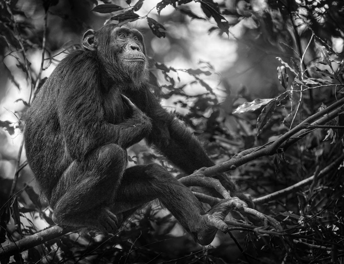 Noah Jigsaw Puzzle Historic Street Innsbrucker Blick, Alpine city in Tyrol, Austria region in black white 1000 pieces