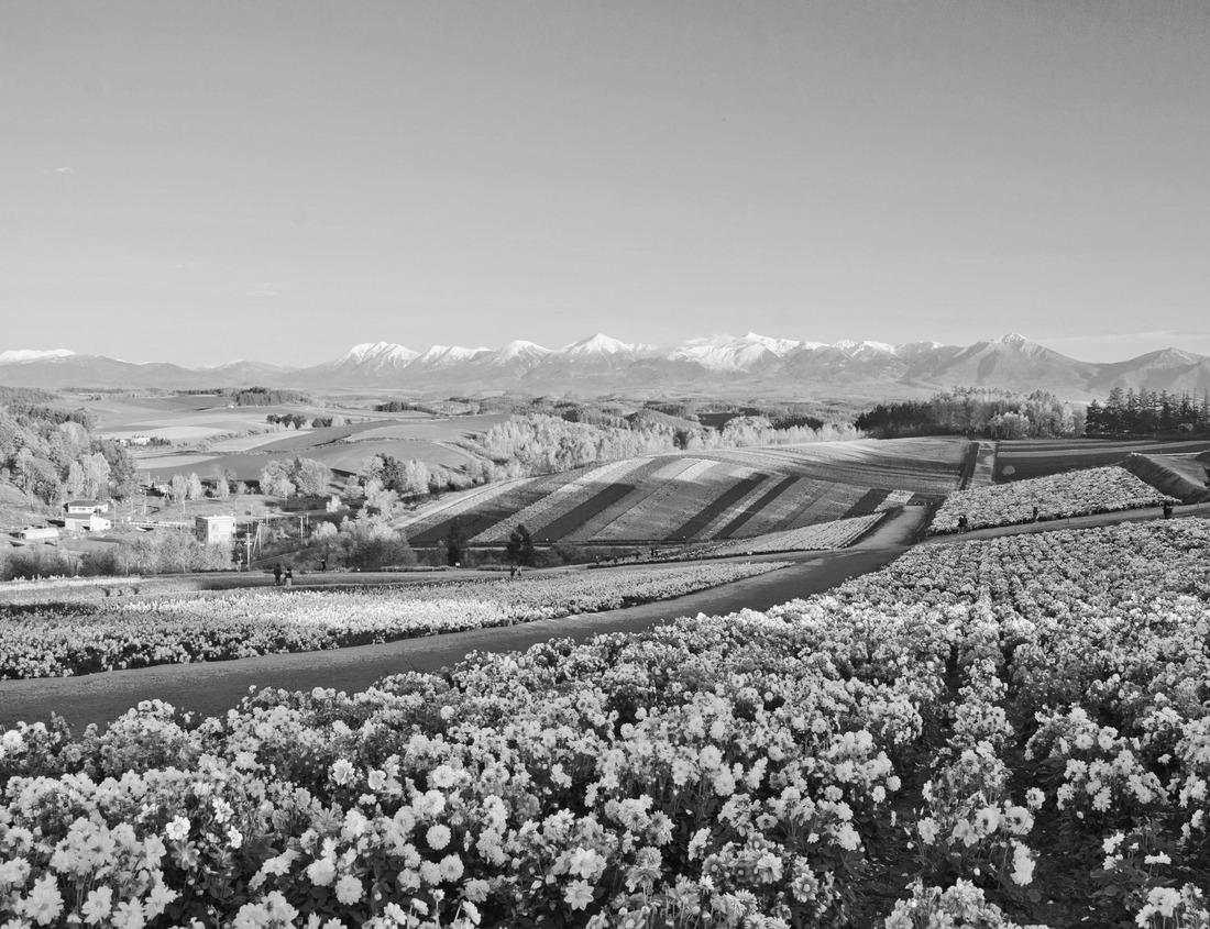 Noah Jigsaw Puzzle Jackson, Mississippi, USA cityscape at dusk in black white 1000 pieces