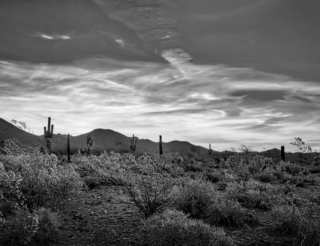 Noah Jigsaw Puzzle Athens, Georgia, USA downtown cityscape in black white 1000 pieces