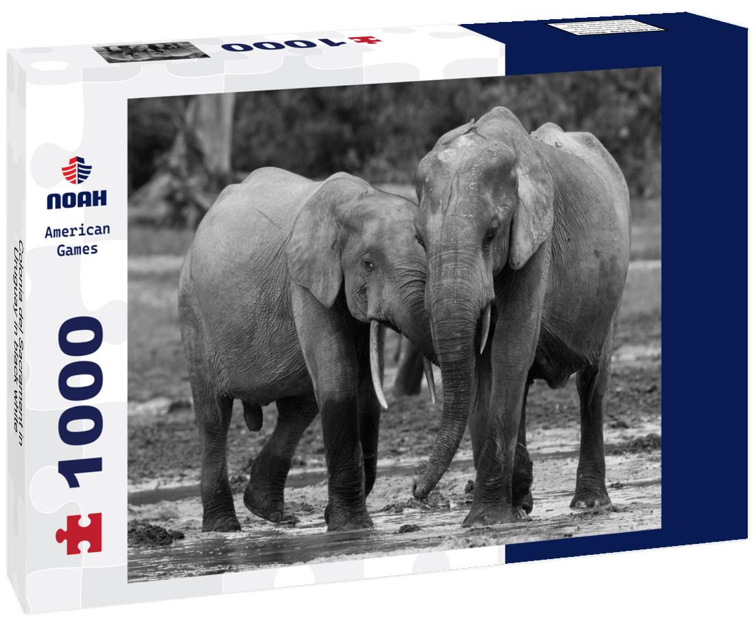 Noah Jigsaw Puzzle Colonia del Sacrament in Uruguay in black white 1000 pieces