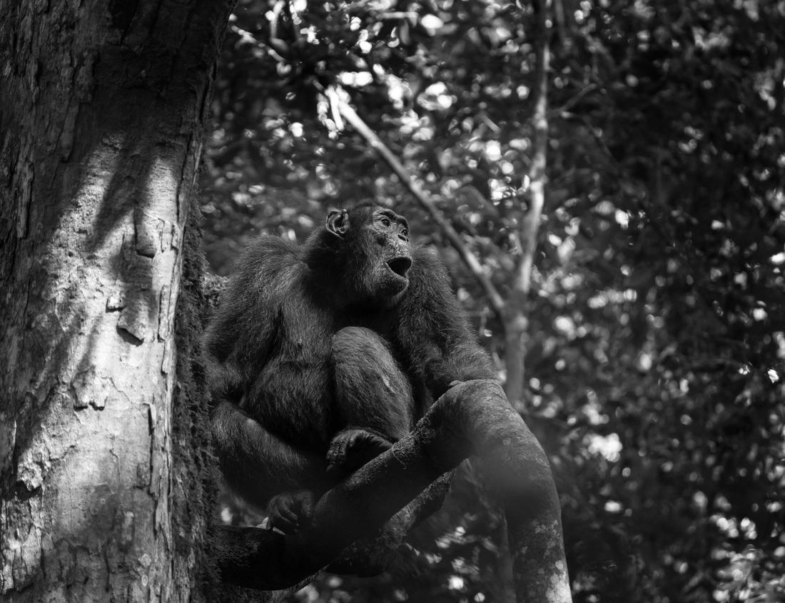 Noah Jigsaw Puzzle Kobe, Japan at the historic Kitano District houses and downtown skyline in black white 1000 pieces