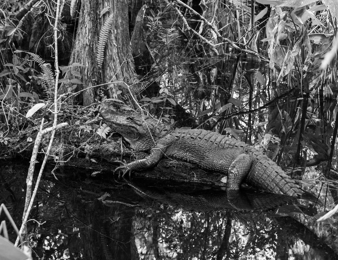 Noah Jigsaw Puzzle Flinders Ranges in outback Australia in black white 1000 pieces