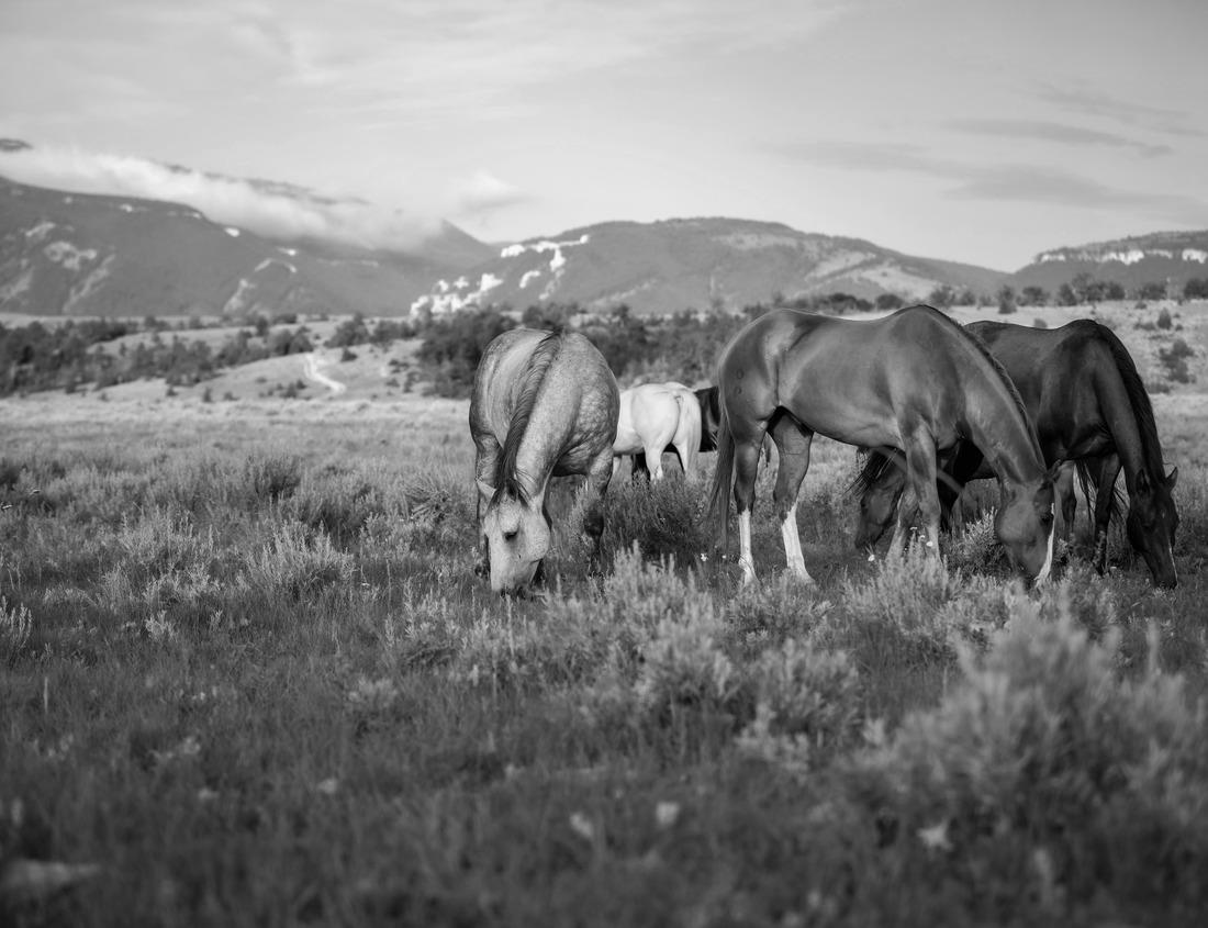 Noah Jigsaw Puzzle Baltimore, Maryland, USA Skyline over the Inner Harbor at dusk in black white 1000 pieces