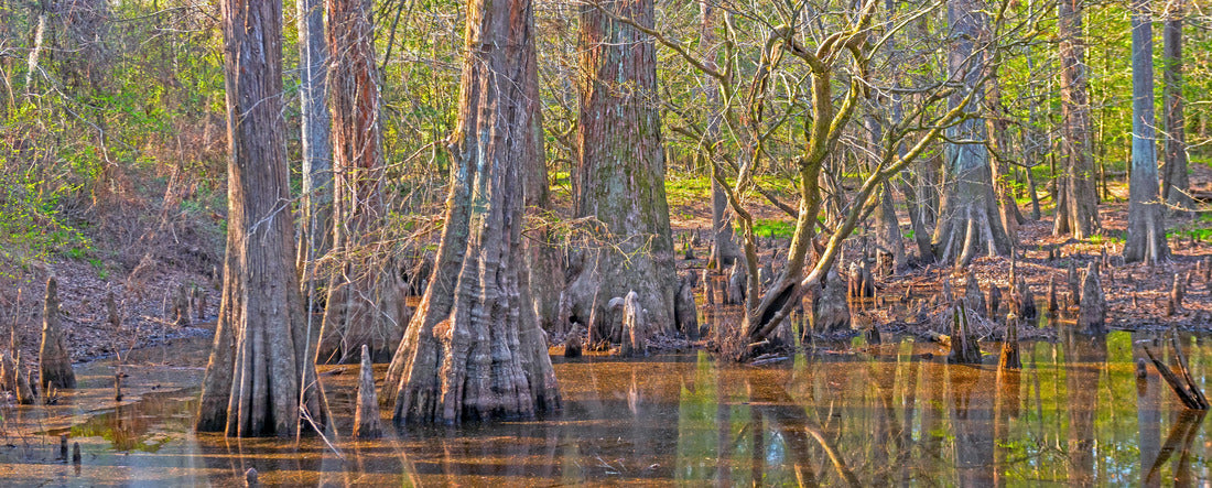 Evening Light and Reflections in a Bottomland Forest in Big Thicket National Preserve in Texas 2000pc Panoramic Puzzle