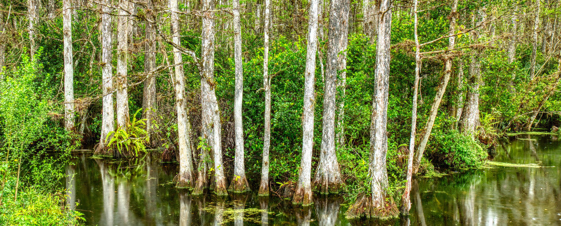 Cypress trees in swamp in Sweetwater Slough on Loop Road in Big Cypress National Preserve in Florida 2000pc Panoramic Puzzle